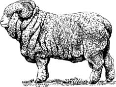 Merino ram image