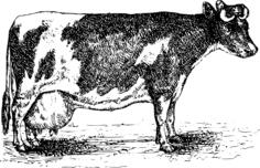 Milking cow sketch