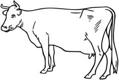 Bovine deawing