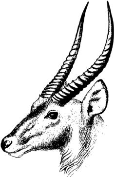 Waterbuck image