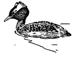 horned grebe