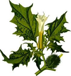 Green Devil's snare