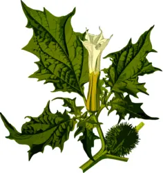 Green Devil's snare