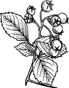 Hawthorn image