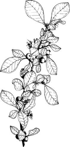 Box-briar decorartion