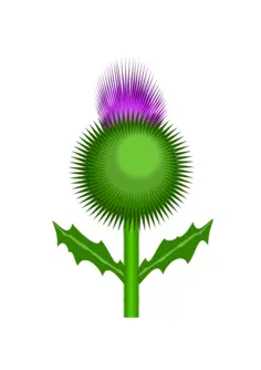 Scottish thistle