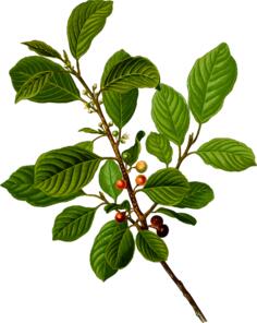 Alder buckthorn