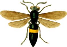 Image of a fly