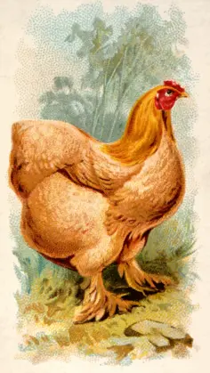Buff Cochin China Hen