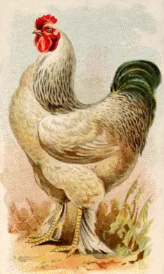 American Light Brahma