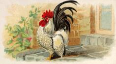 Japanese Bantam
