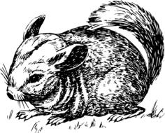 Chinchilla