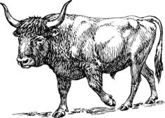 Black and white bull