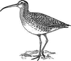 Curlew