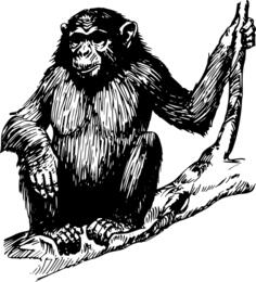 Ape sitting