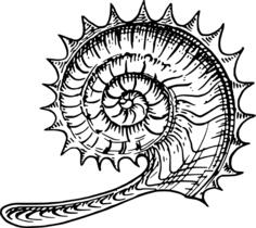 Ammonite image