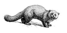 Angry marten