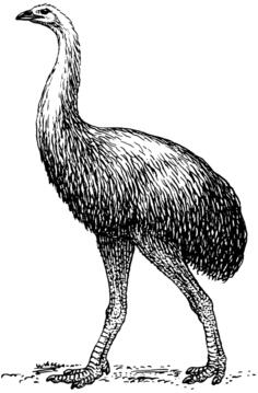 Moa