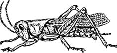Grasshopper illustration