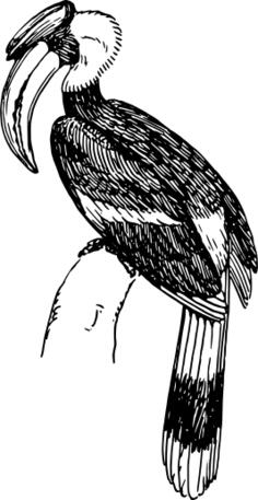 Hornbill image