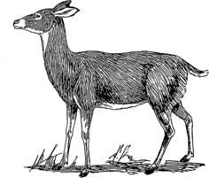 Doe drawing image