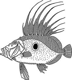 Dory fish