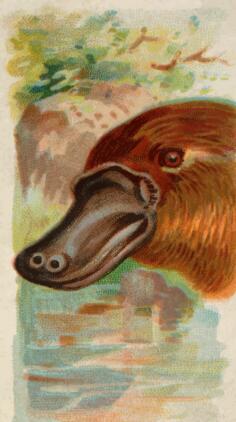 Duck-billed platypus