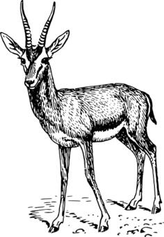 Standing gazelle