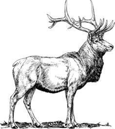 Elk image