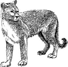 Cougar