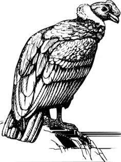 Condor image