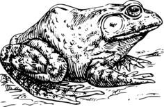 Bullfrog