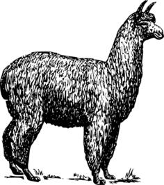 Alpaca