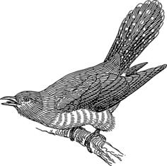 Cuckoo