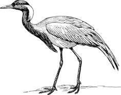 Demoiselle crane