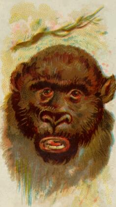 Gorilla's portrait