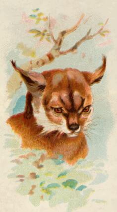 Lynx image