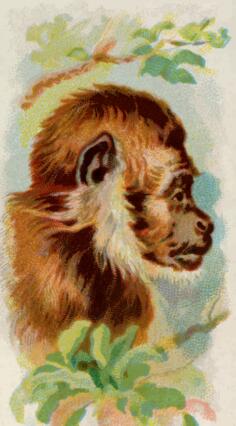 Monkey's profile