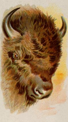 Buffalo's head