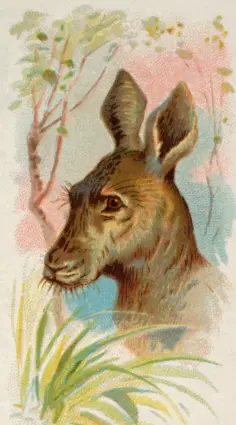 Giant kangaroo