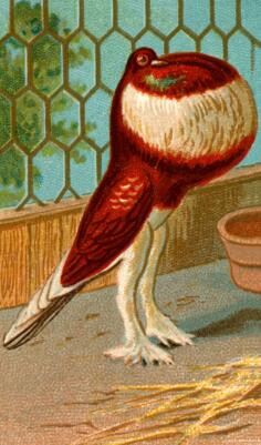 Pouter pigeon