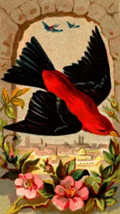 Scarlet Tanager