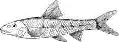 Gudgeon