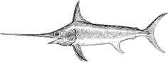 Swordfish