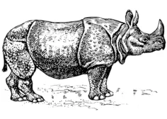 Rhino illustration