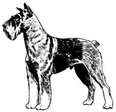 Schnauzer image