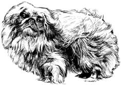Pekingese dog