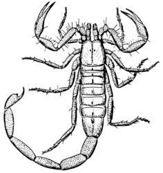 Scorpion drawing