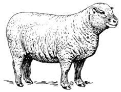 Sheep image