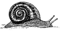 Snail drawing